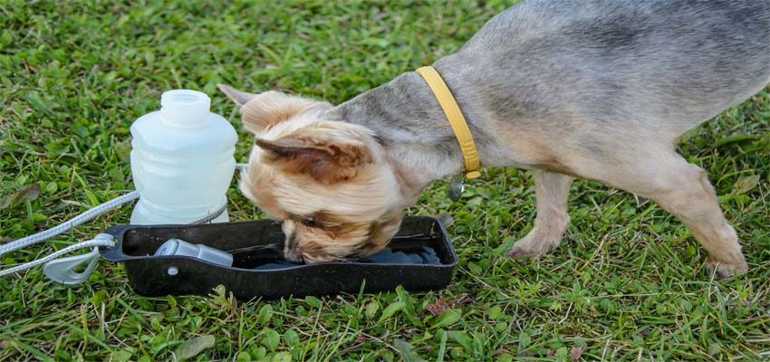 Pet hydration